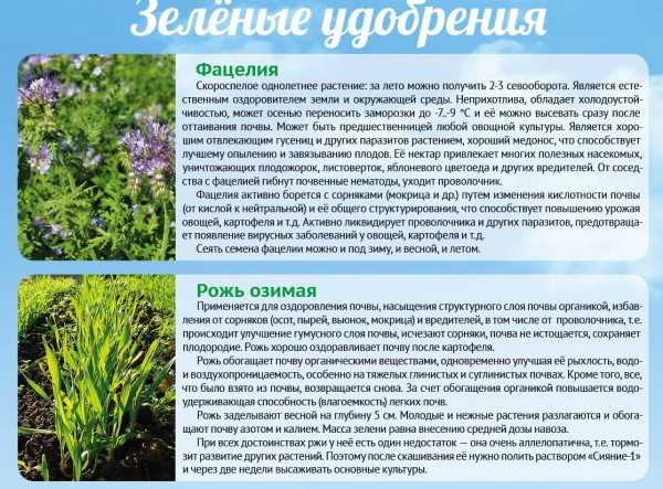 Фацелия фото и описание посев полезные свойства для огорода