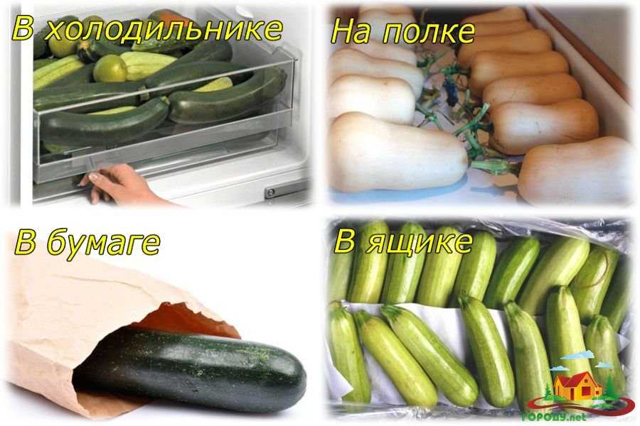 Как хранить кабачки в домашних условиях: сколько хранятся, при какой температуре, можно ли свежими плодами сохранить на зиму в квартире, какой срок хранения в холодильнике