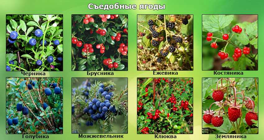 Ядовитые растения россии - названия видов, фото и описание