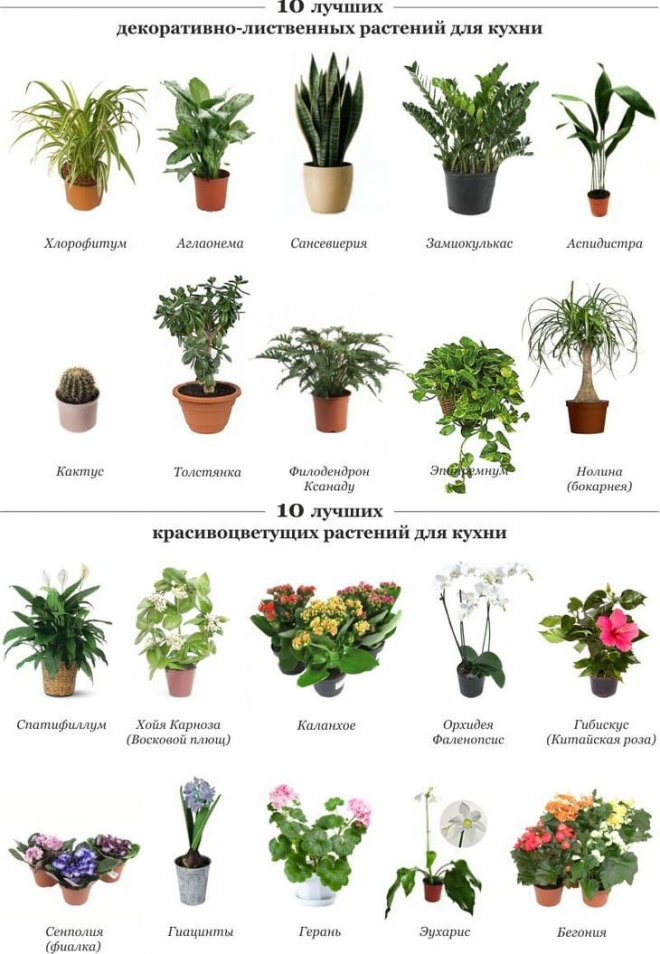 Топ 30 полезных растений для детской и детского сада + 13 опасных (ядовитых)