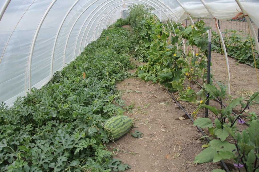 Особенности выращивания арбузов в теплице: выбор сорта, посадка и уход