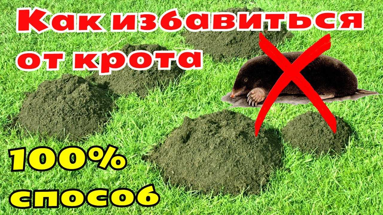 Как избавиться от кротов на участке: может, отпугнуть? способы, помогающие истребить кротов на даче, советы опытных огородников - автор екатерина данилова - журнал женское мнение