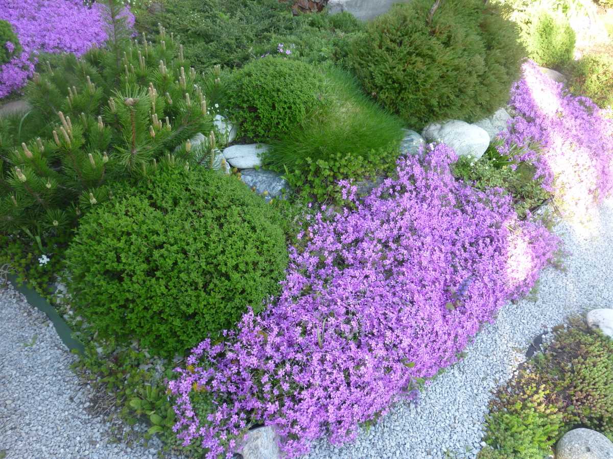 Почвопокровные растения-многолетники для сада – фото, названия, описание