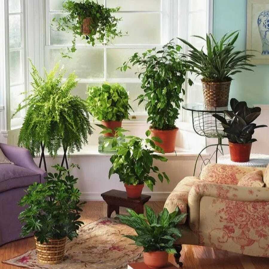 ✅ лучшие удобрения для комнатных растений: чем подкормить комнатные цветы в домашних условиях, подборка, правила
