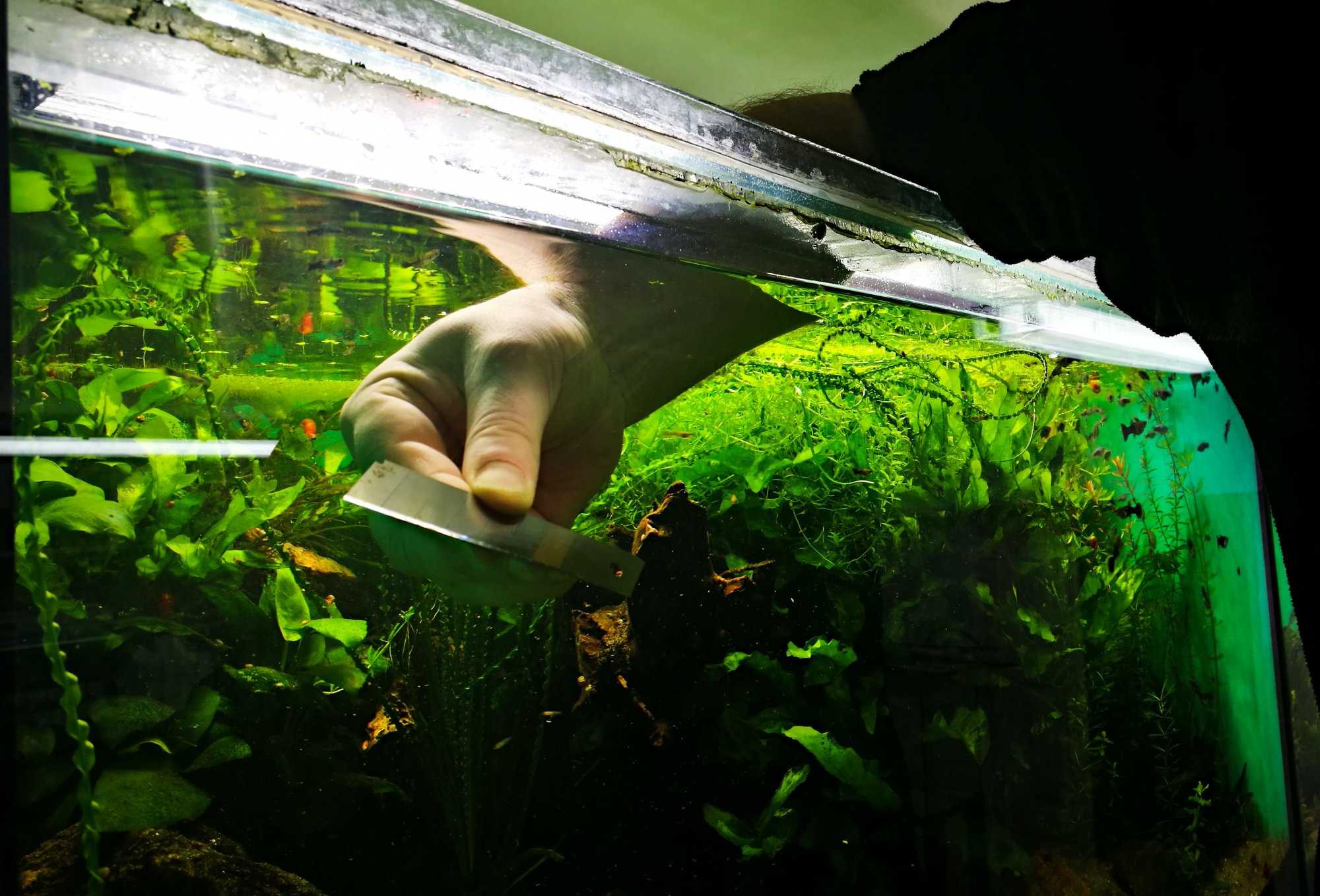 Полная чистка аквариума: как почистить зелень в аквариуме и заменить воду в домашних условиях, улитка для уборки
