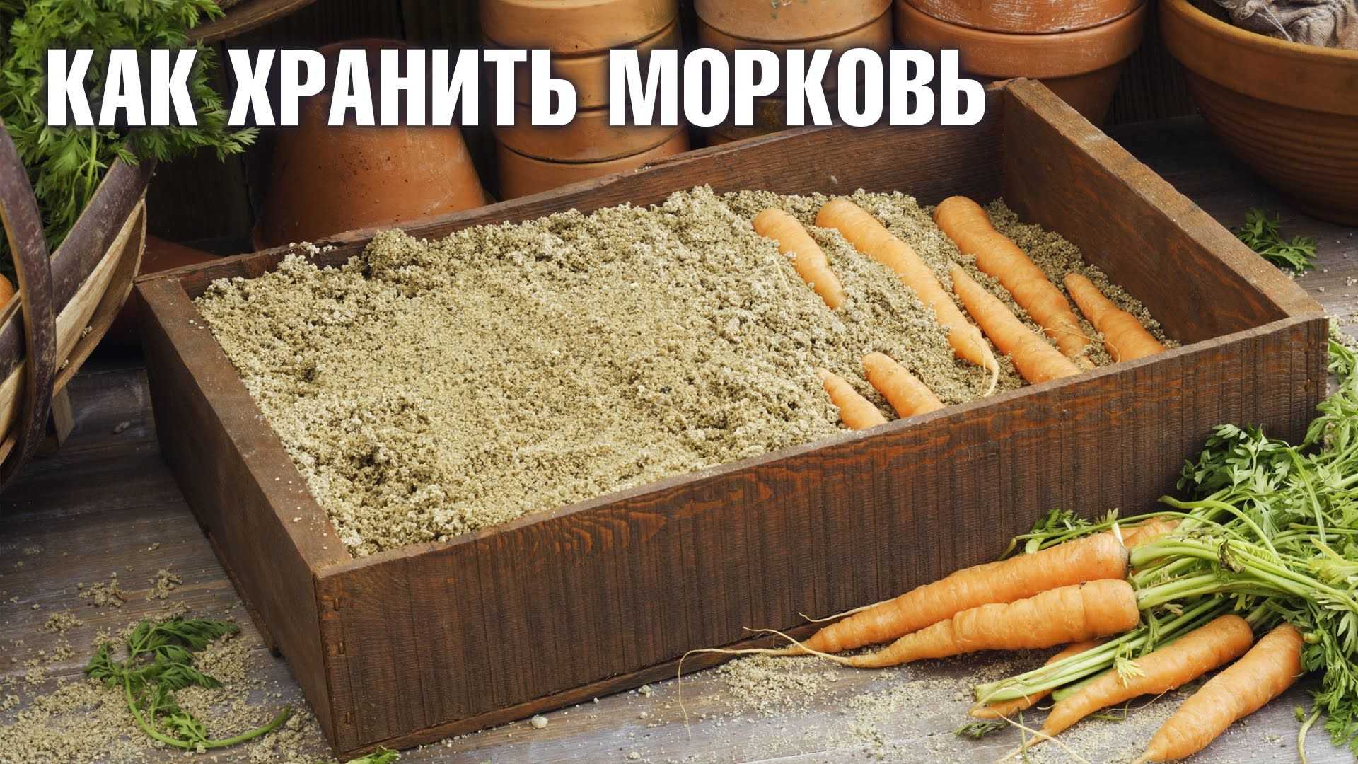 Как хранить морковь в холодильнике правильно