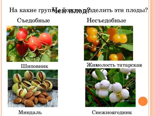 Ядовитые ягоды в лесу │ фото и названия топ 15