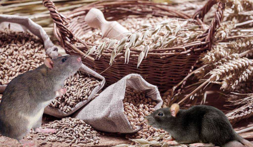 Защитите своё хозяйство: как ультразвуковые отпугиватели мышей могут пригодиться дачникам и садоводам