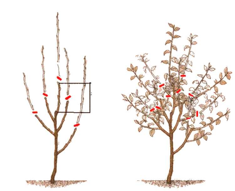 Обрезка плодовых деревьев - технология и необходимый инвентарь