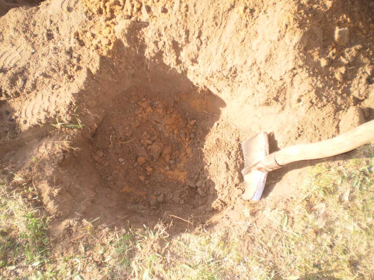 Как улучшить песчаную почву на участке и что на ней можно посадить