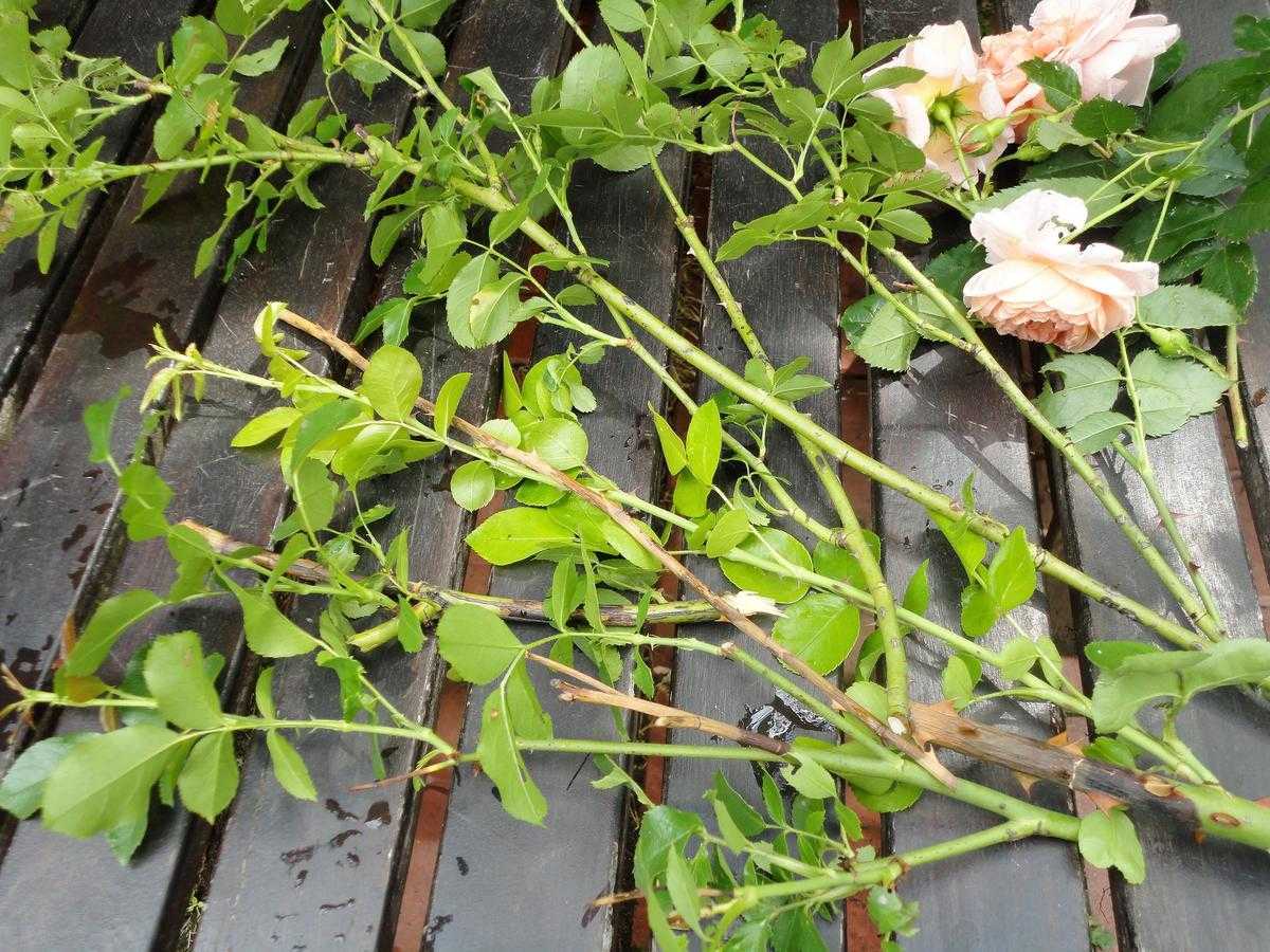 Почему не цветет гибискус: причины, что делать, заставить цвести
