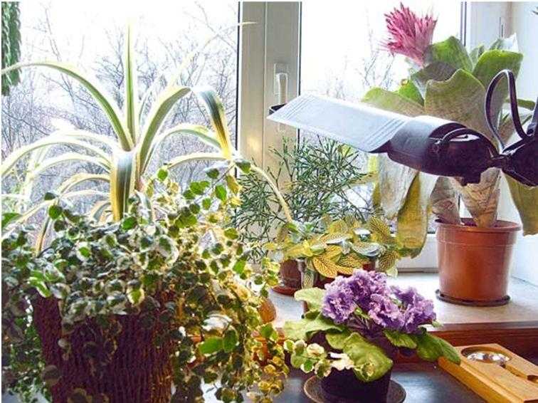 Как ухаживать за комнатными растениями? 🌺 (топ-5 правил)