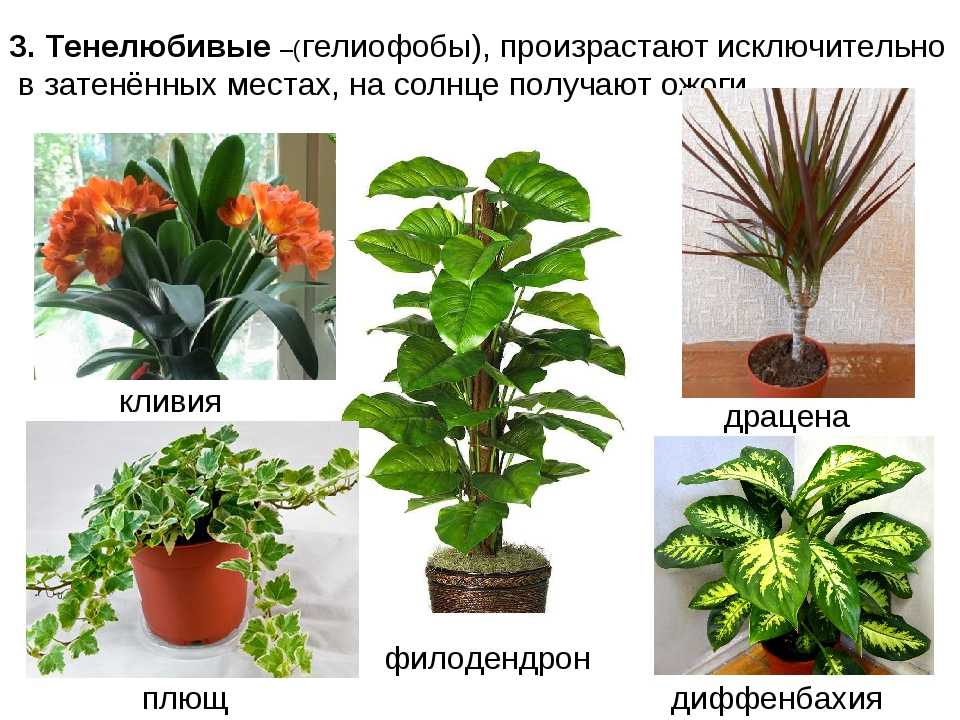Комнатные растения лиственные каталог с фотографиями
