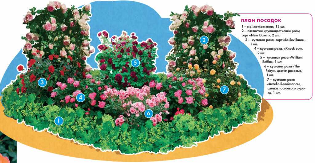 Клумба из роз своими руками на даче: 65 фото оформления и схемы высадки