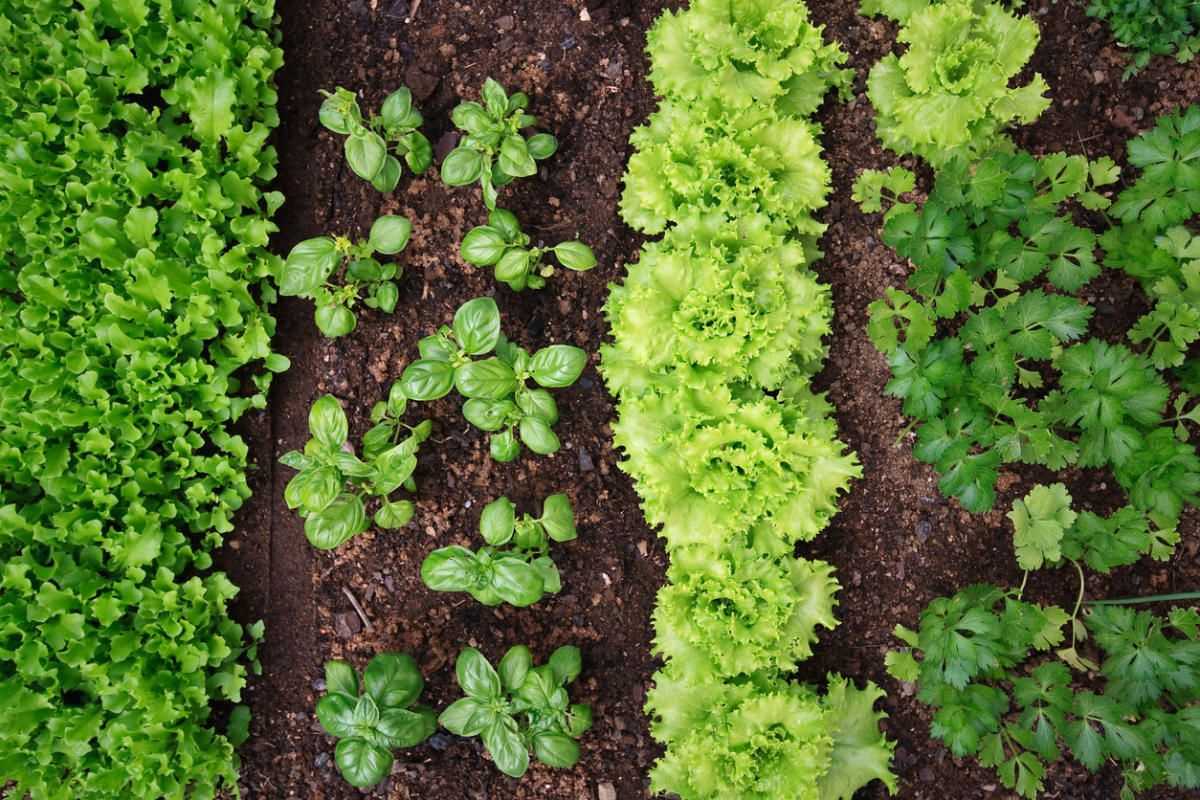 Огород в августе: какие овощи и зелень можно посадить
