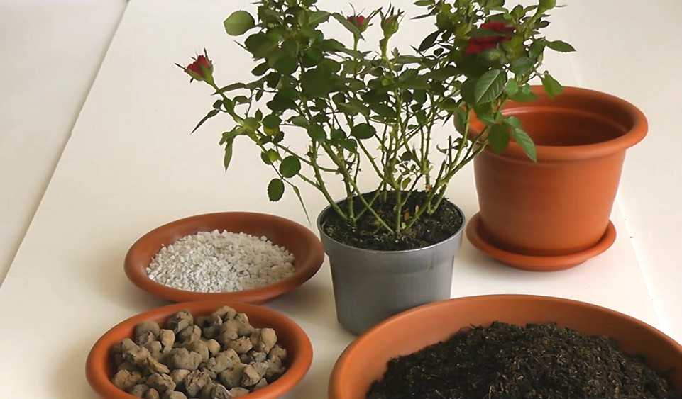 Несколько признаков избыточного увлажнения и пересушки почвы у комнатных растений