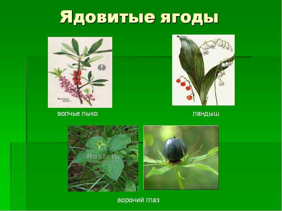 Ядовитые ягоды — первая помощь при отравлении ядовитыми ягодами — статьи и полезные материалы от narmed.ru