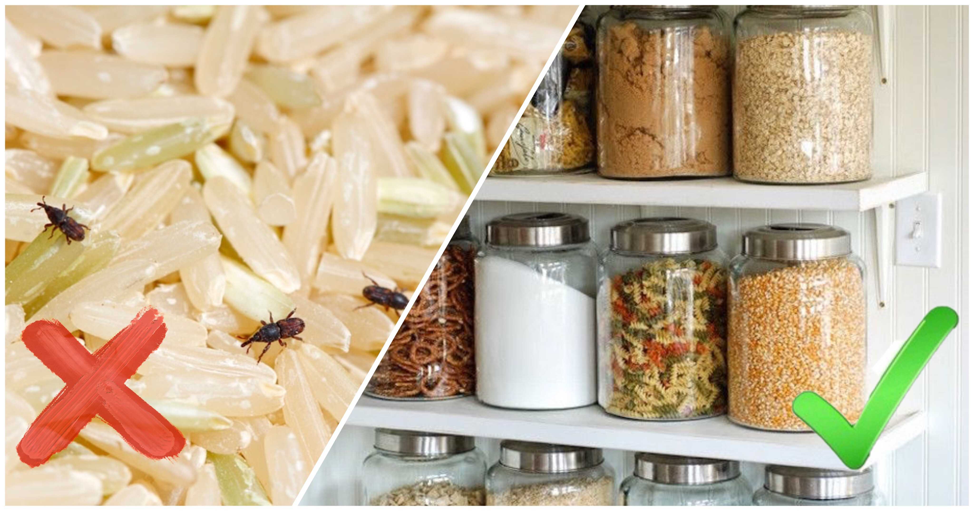 Как уберечь продукты от пищевой моли и жучков | меню недели