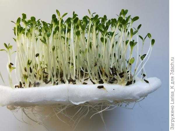 Какую микрозелень можно вырастить в домашних условиях