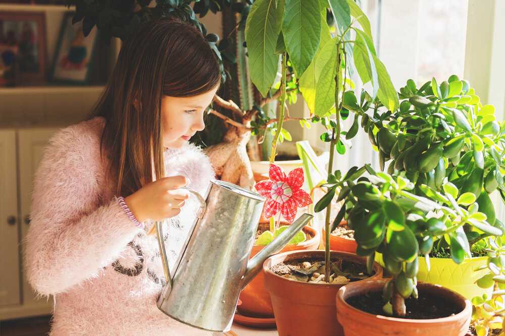 Как ухаживать за комнатными цветами: правильный уход за домашними растениями