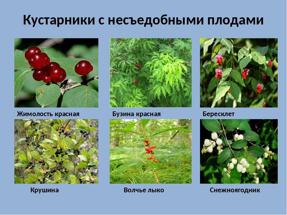 Лесные ягоды с фото: список с названиями, отличия между съедобными и ядовитыми, правила сбора