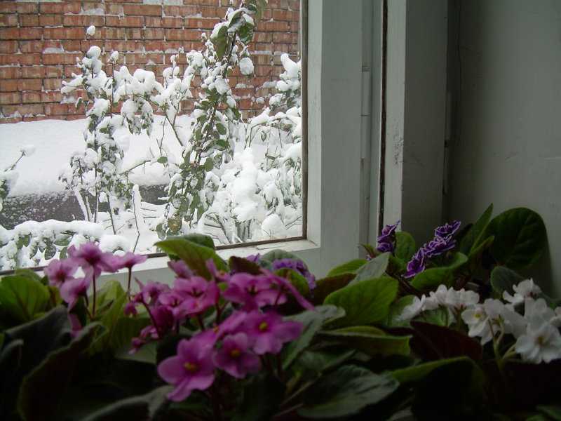 ᐉ цветы, цветущие зимой: названия и фото растений на подоконнике - roza-zanoza.ru