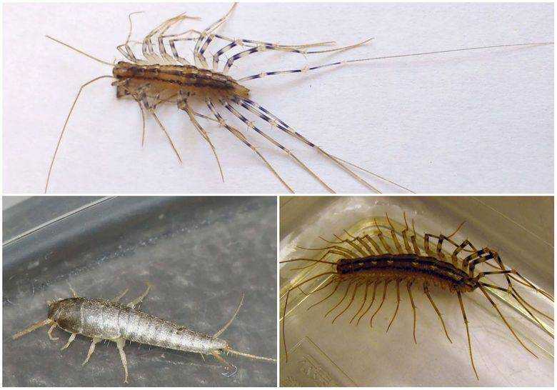 Мокрицы в квартире (как избавиться): откуда берутся насекомые в частном доме, методы борьбы в домашних условиях
