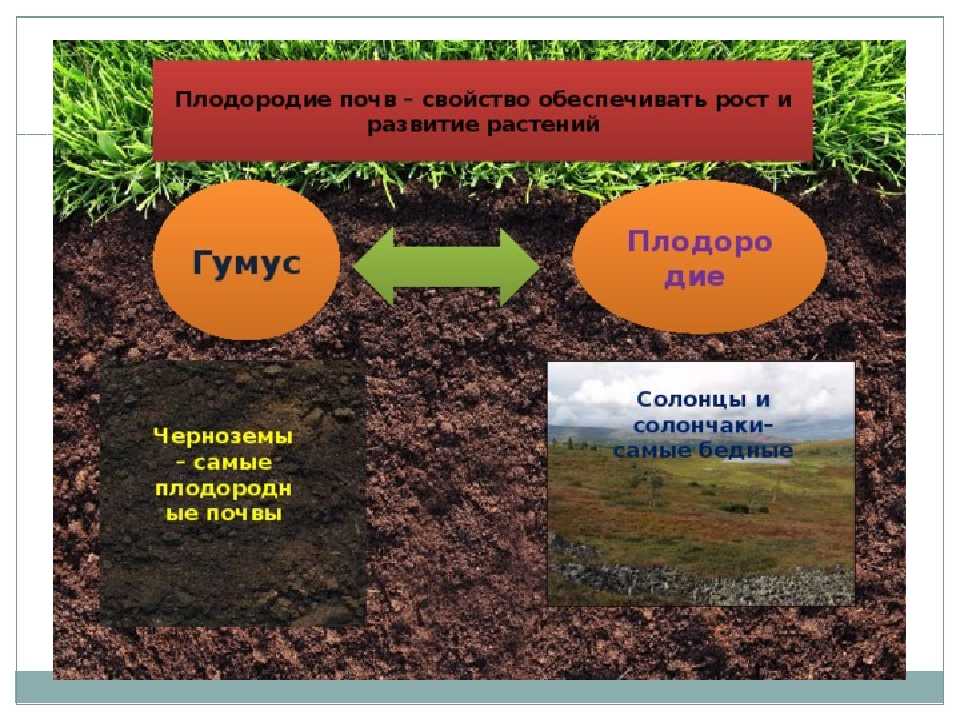Как  увеличить плодородие почвы 🚩 как повысить плодородие почвы 🚩 сад и огород