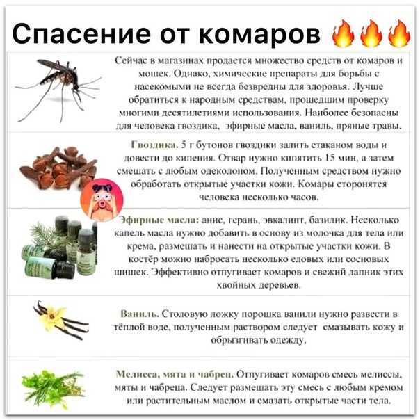 Какие растения помогут отпугнуть комаров? / асиенда.ру