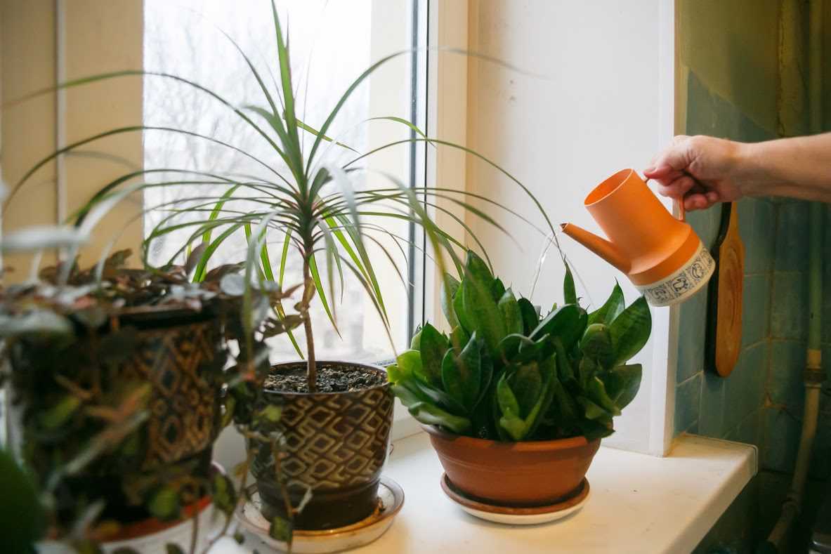 Что делают осенью с комнатными растениями все опытные цветоводы?