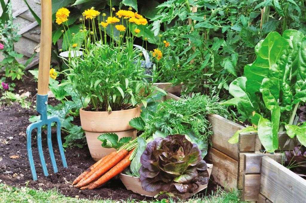 Какие овощи не требуют полива - сад и огород