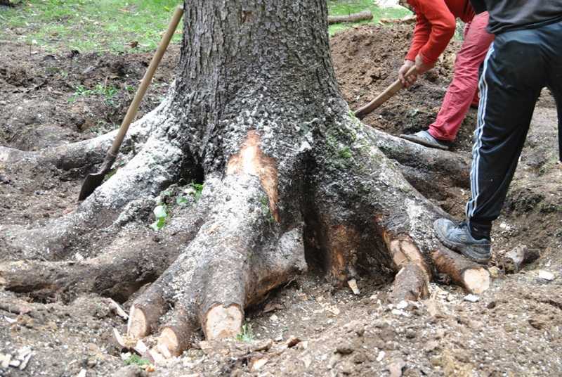 Как быстро избавиться от пня без корчевания, различные способы убрать пеньки деревьев
