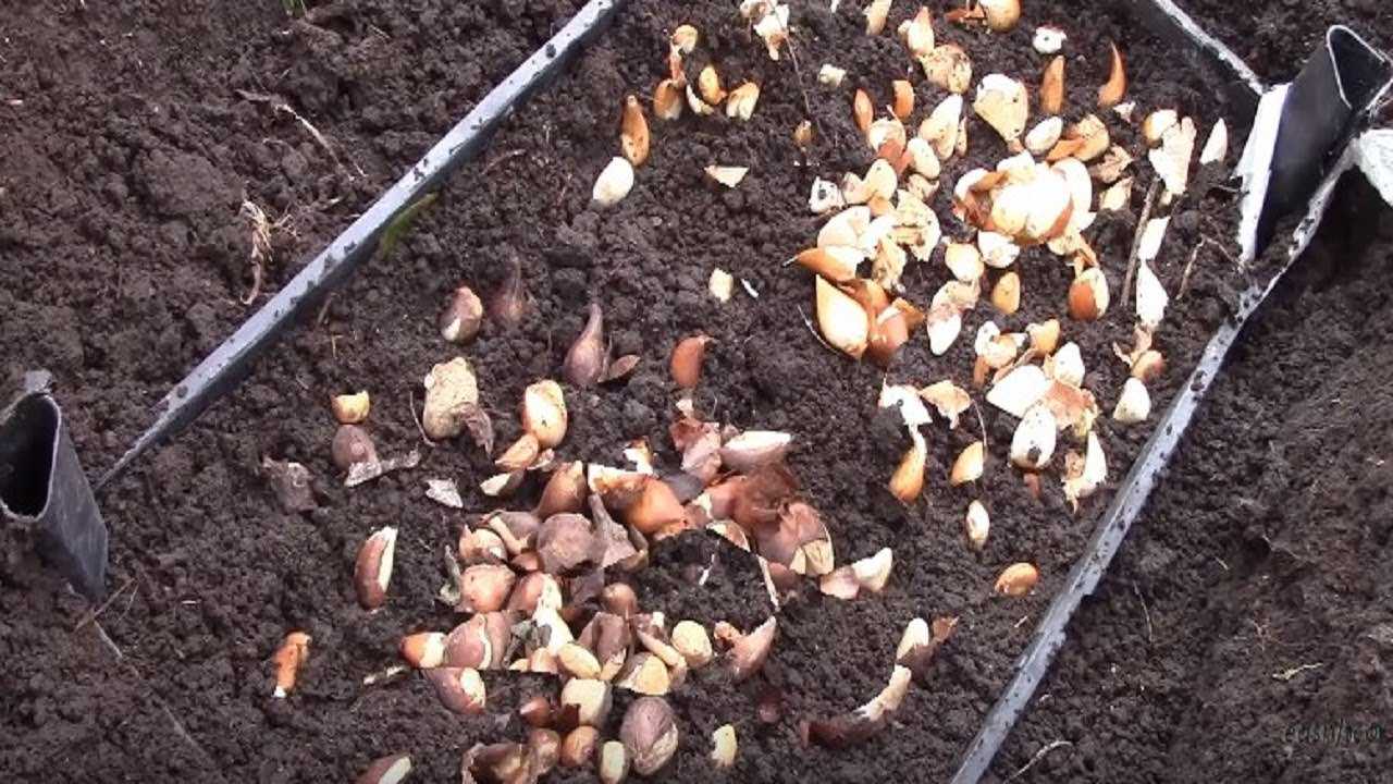 Посадка тюльпанов: когда сажать луковицы тюльпанов