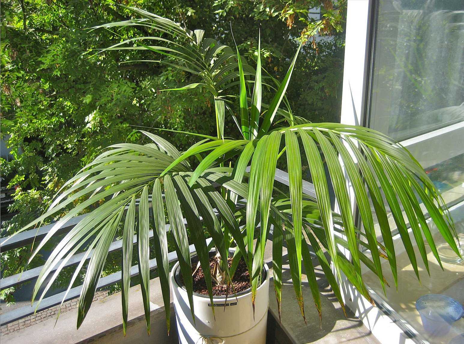 Комнатные пальмы названия с фото растения