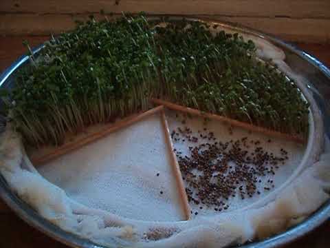 Выращивание микрозелени в домашних условиях: как вырастить
