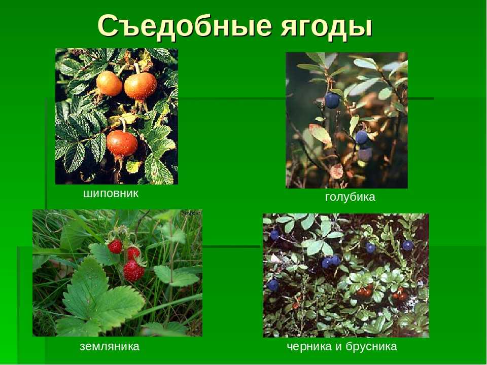 Ядовитые ягоды - живучий.рф - информационный портал
