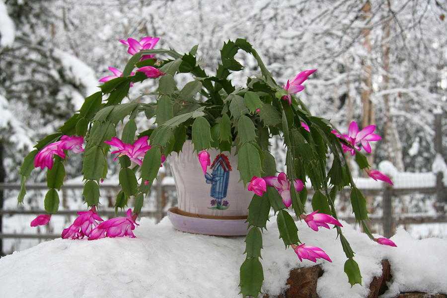 Азалия, цикламен и пуансеттия — рассказываем о домашних растениях, которые порадуют яркими цветами в холодное время года