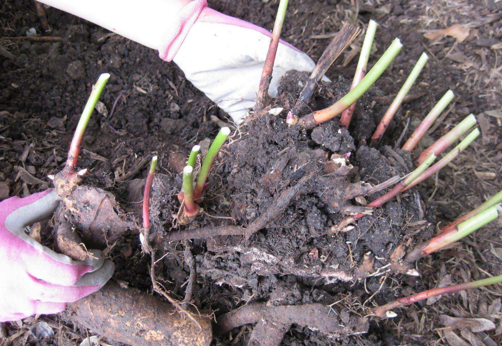 Как сажать пионы весной в грунт. как сохранить пионы до посадки