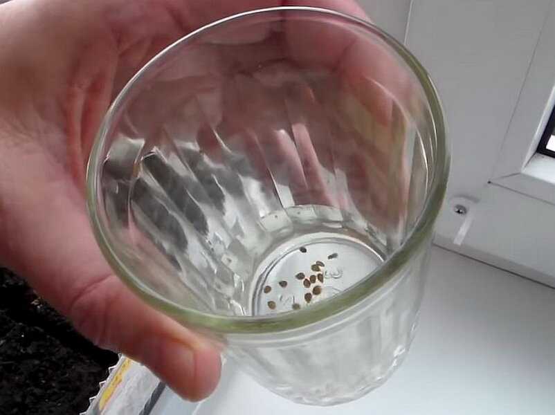 Замачивание семян огурцов в перекиси водорода перед посадкой: как приготовить раствор