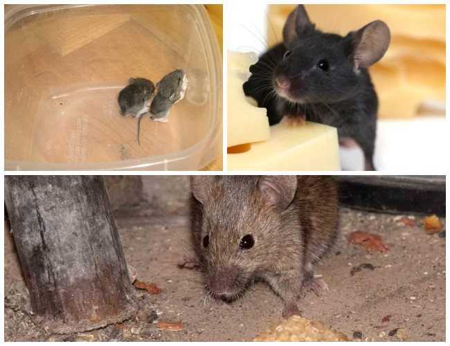 Как избавиться от мышей в частном доме быстро и легко