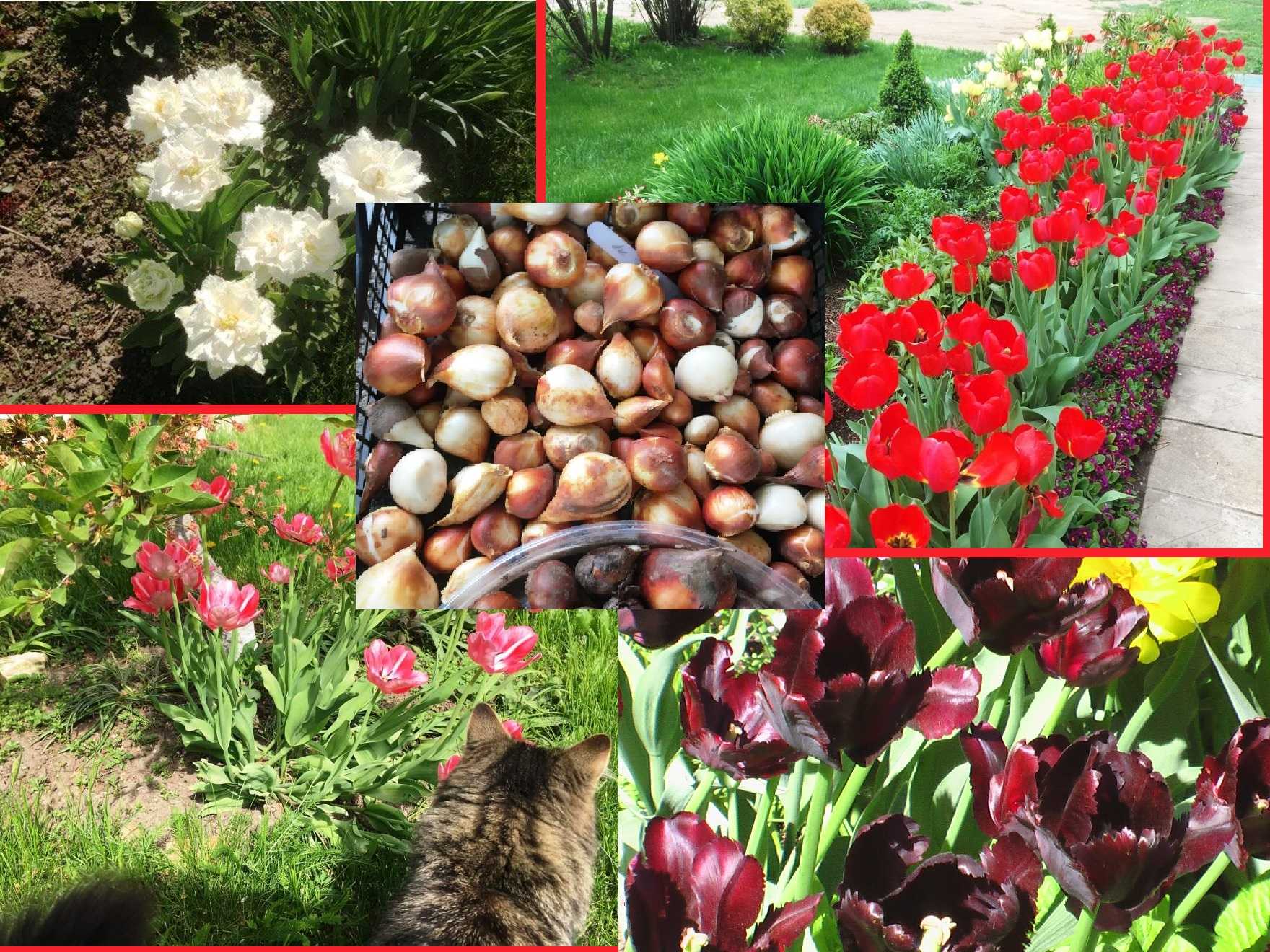 Тюльпаны весной можно ли и когда сажать в грунт, как посадить луковицы правильно