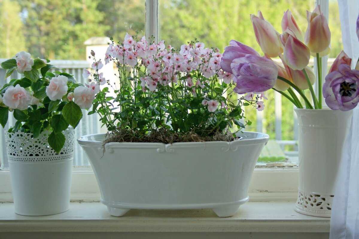 Уход за комнатными растениями - советы опытного садовода