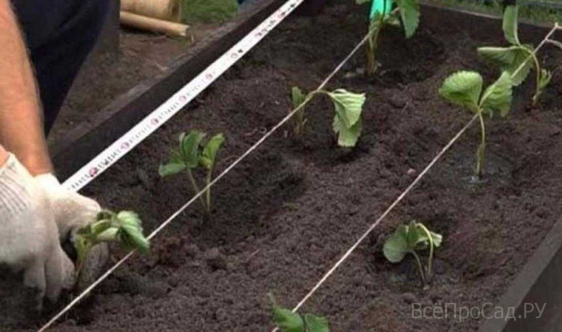 Выращивание клубники в открытом грунте: советы по посадке и уходу за клубникой