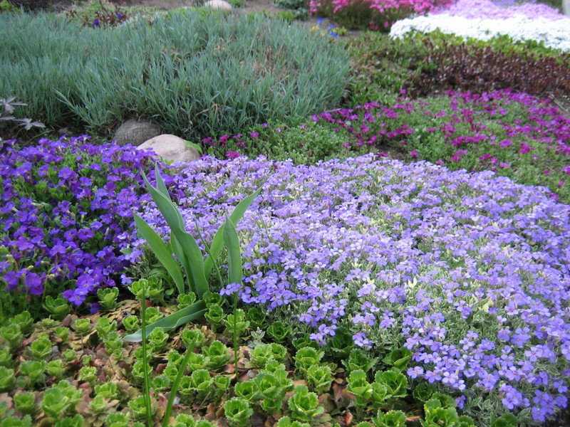 Цветущие почвопокровные многолетники: виды стелющихся растений, примеры цветочно-декоративного оформления сада