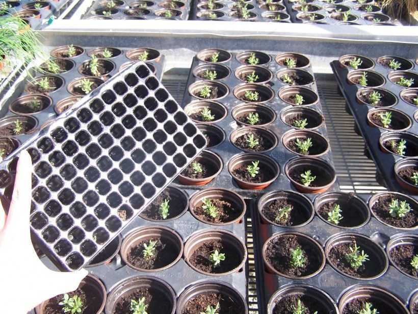 Выращивание лаванды из семян в домашних условиях, когда и как сажать на рассаду