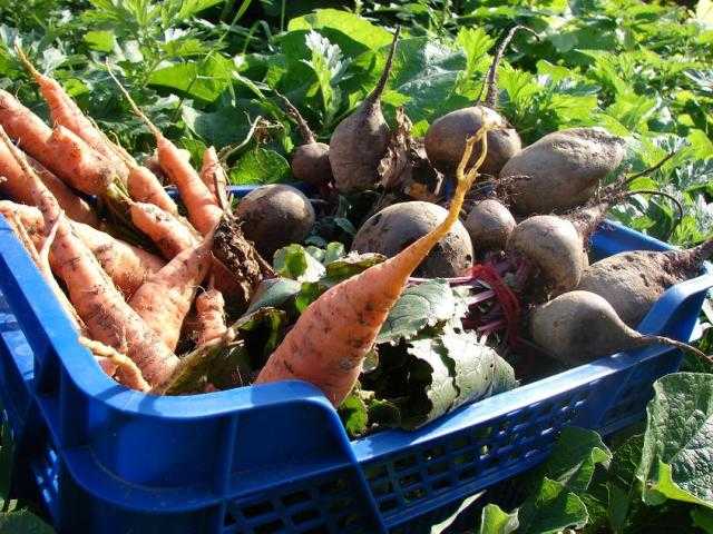 Благоприятные дни для уборки моркови в 2022 году на хранение
