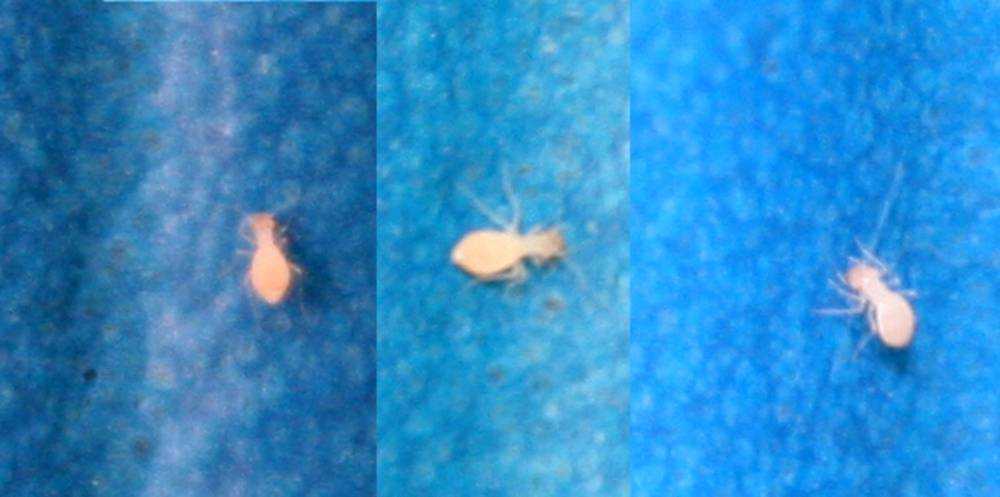 Дома завелись белые червячки быстро бегают. насекомые в ванной комнате: непрошенные гости и методы борьбы с ними