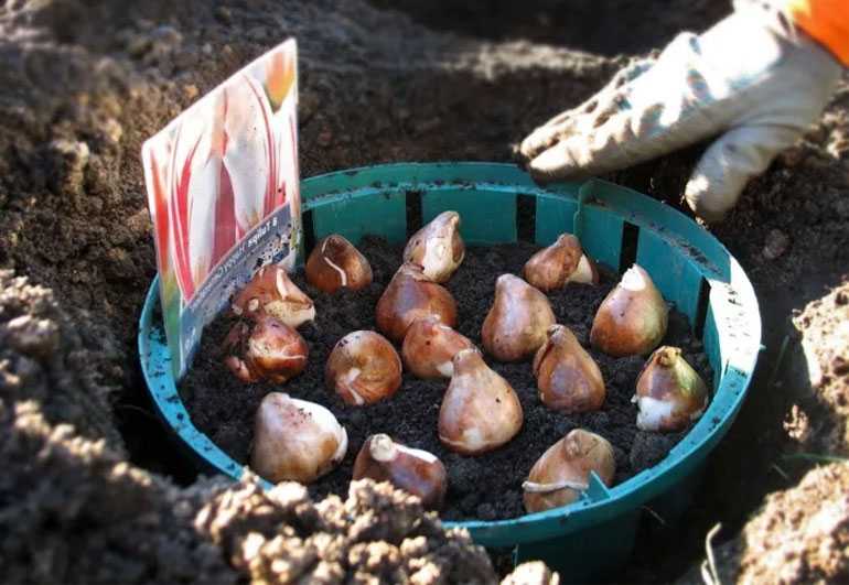 Можно ли высаживать весной луковицы тюльпанов?