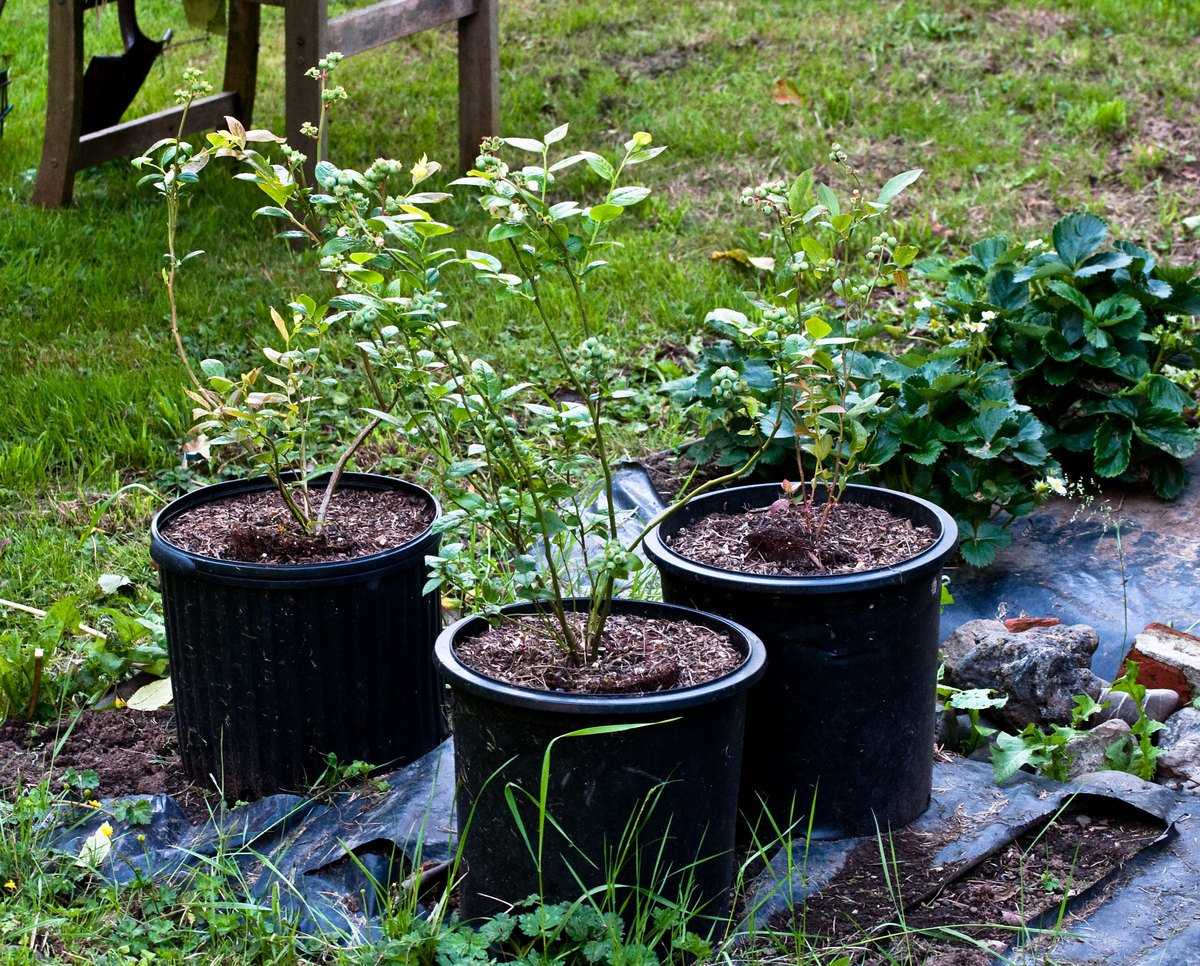 Голубика садовая: посадка и уход в открытом грунте с пошаговыми фото