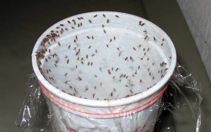 Как можно избавиться от мух в квартире и доме?